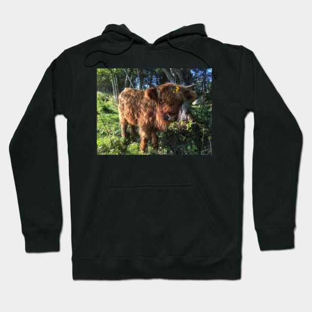 Scottish Highland Cattle Calf 2123 Hoodie by SaarelaHighland